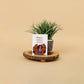 Congrats Greeting Card